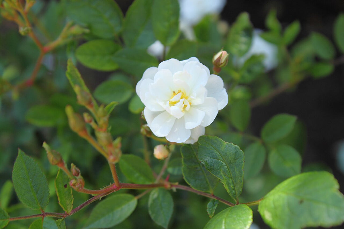 Gourmet Popcorn Rose