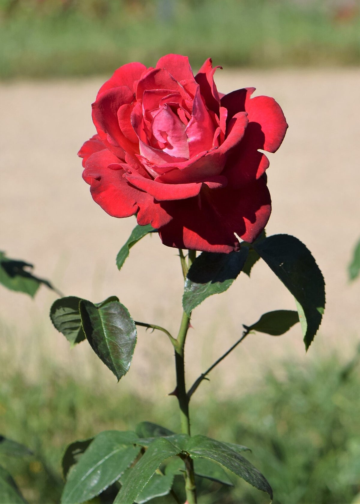 Mister Lincoln Rose