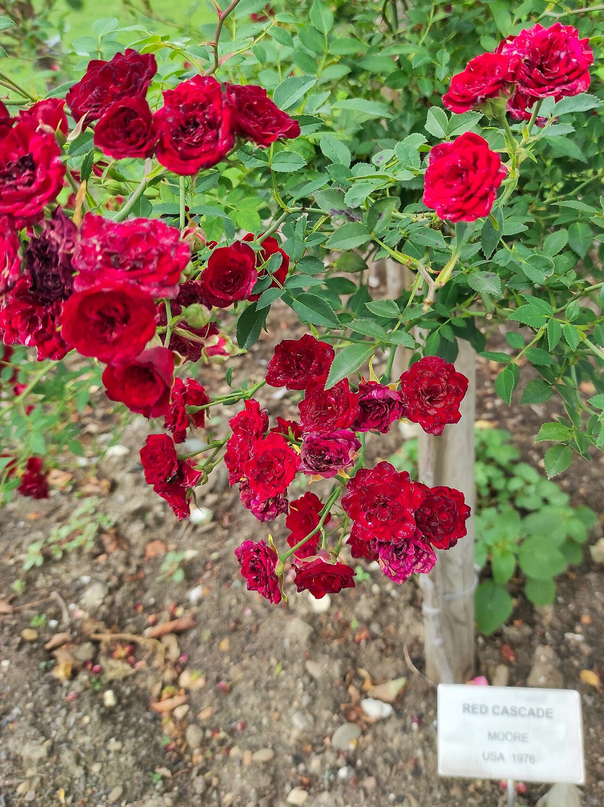 Red Cascade Rose