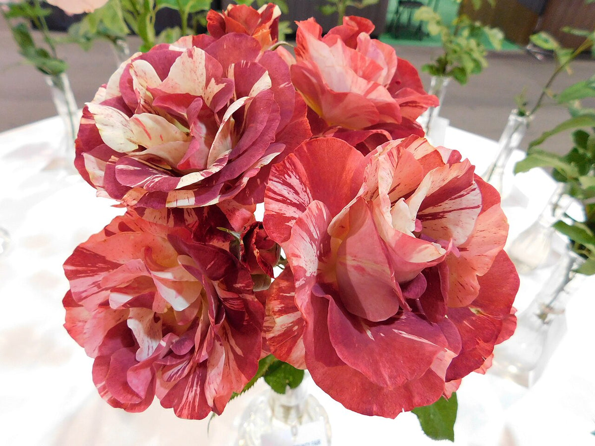 Tropical Lightning Climbing Rose