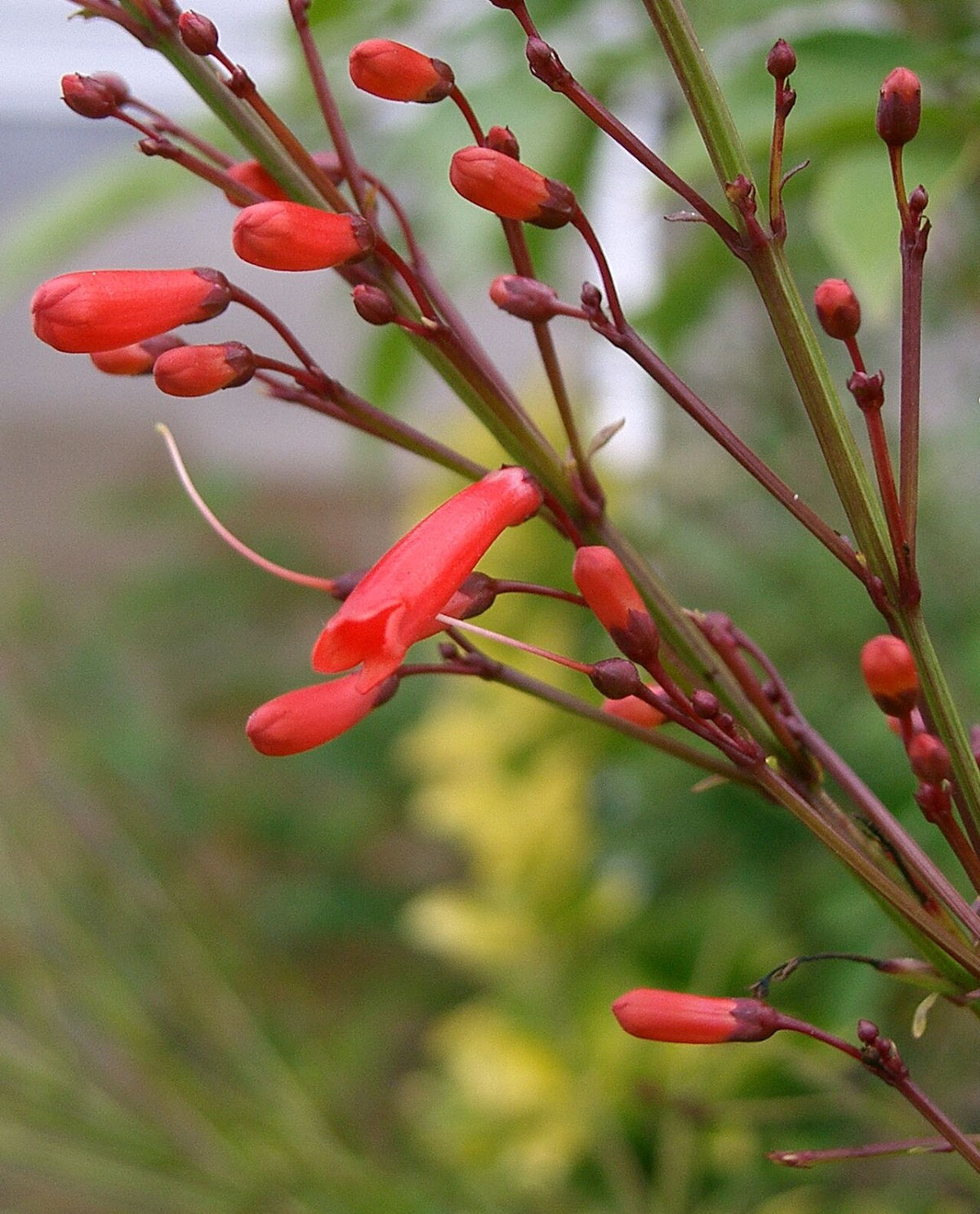 Firecracker Plant (Russelia)