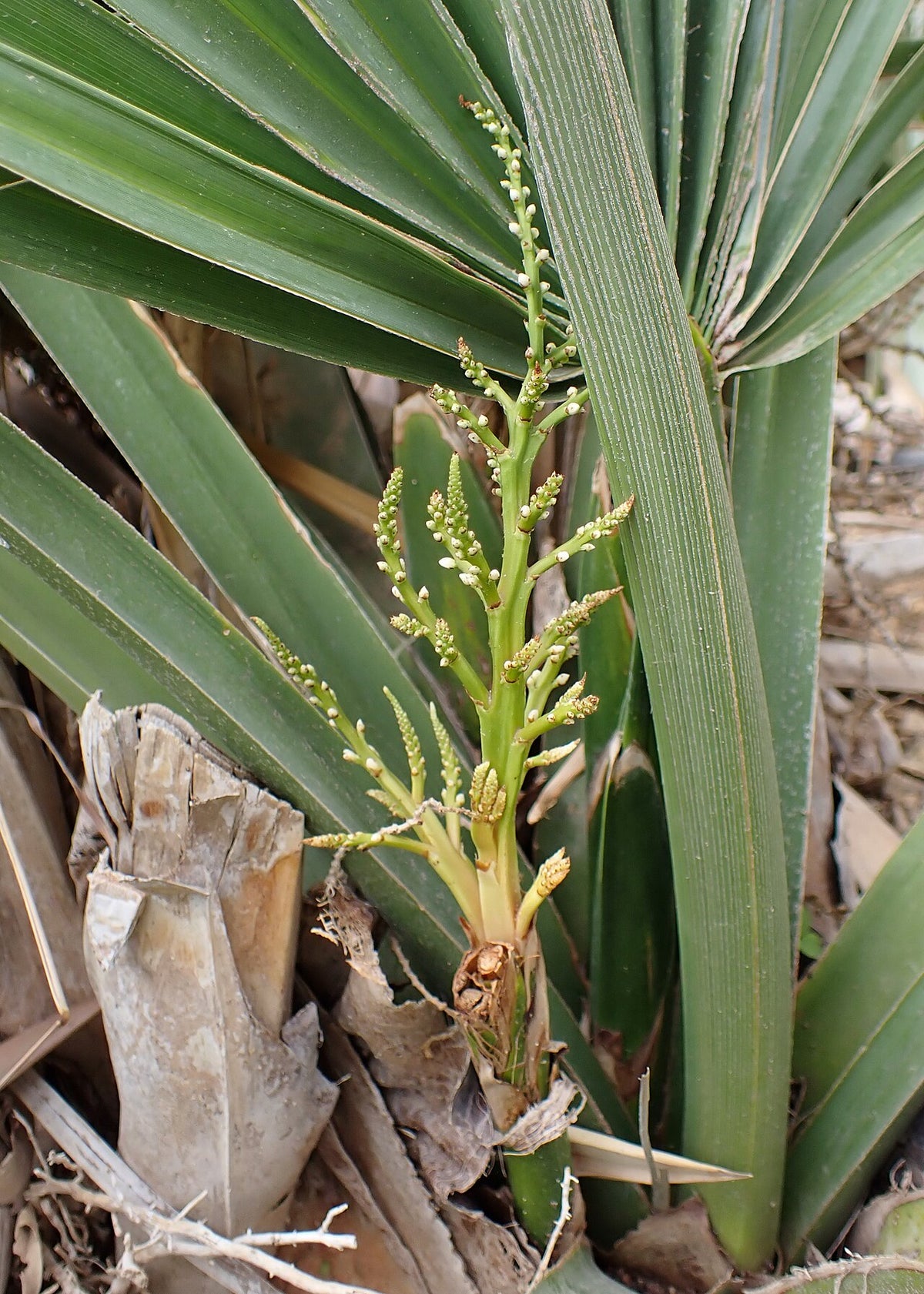 Dwarf Palmetto