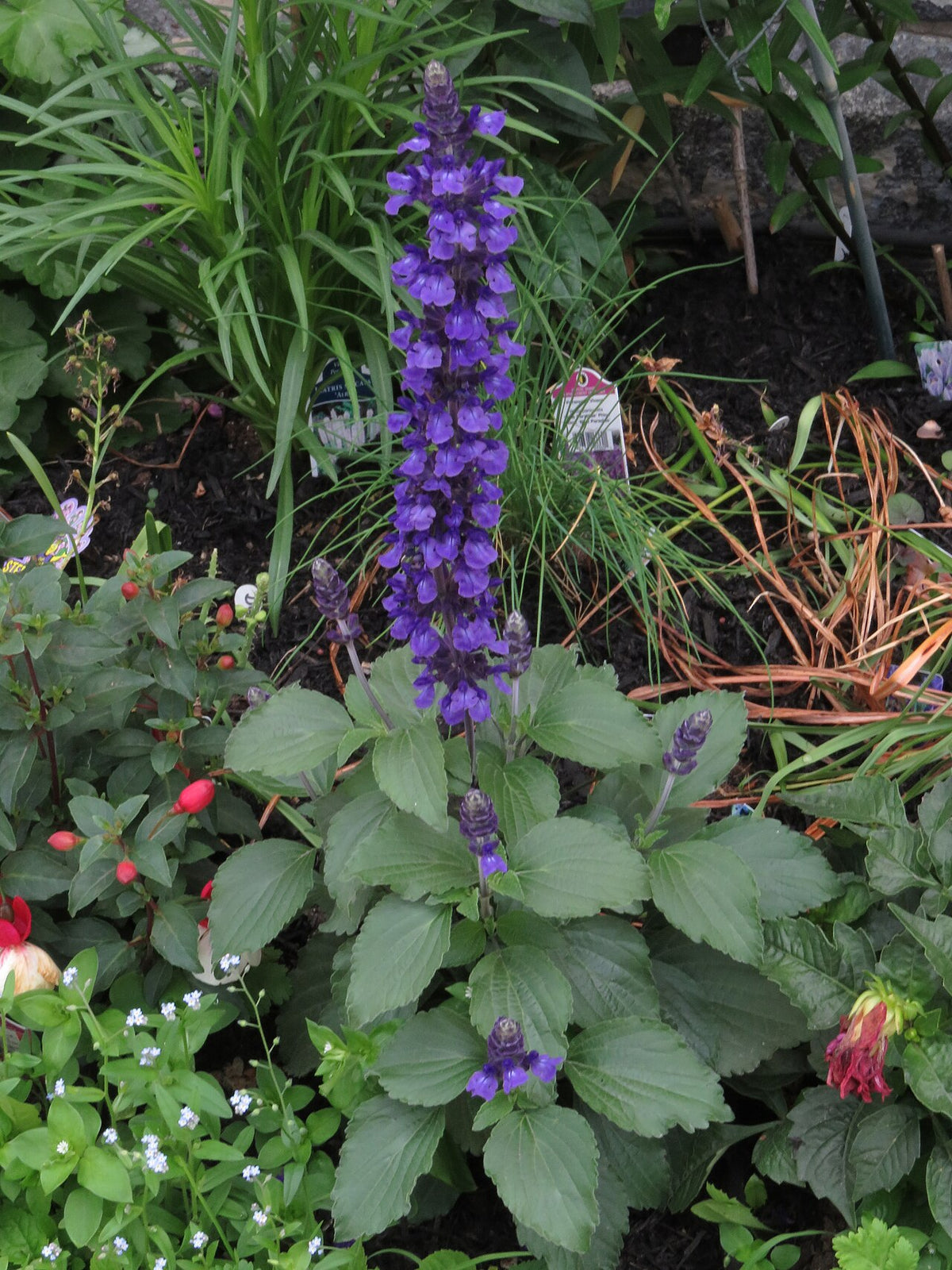 Mystic Spires Salvia