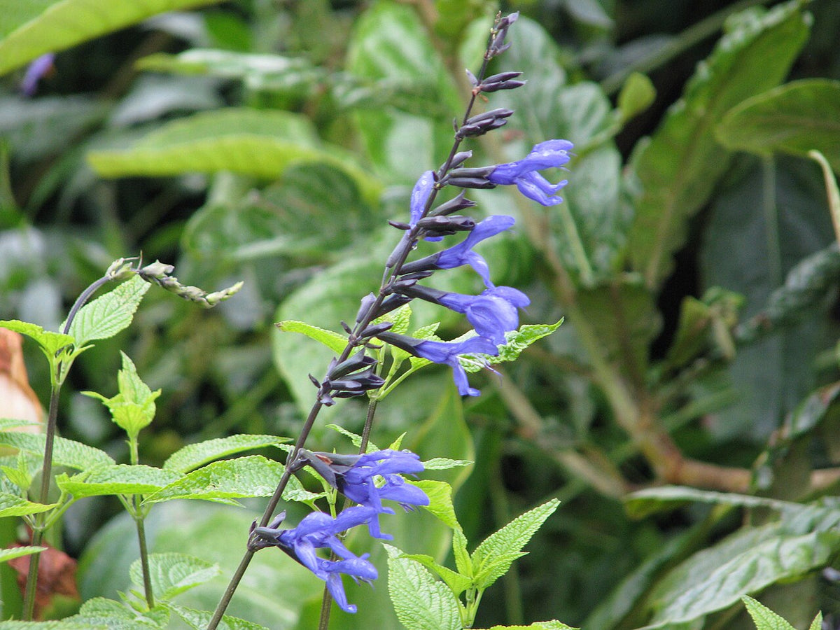 Black and Blue Salvia