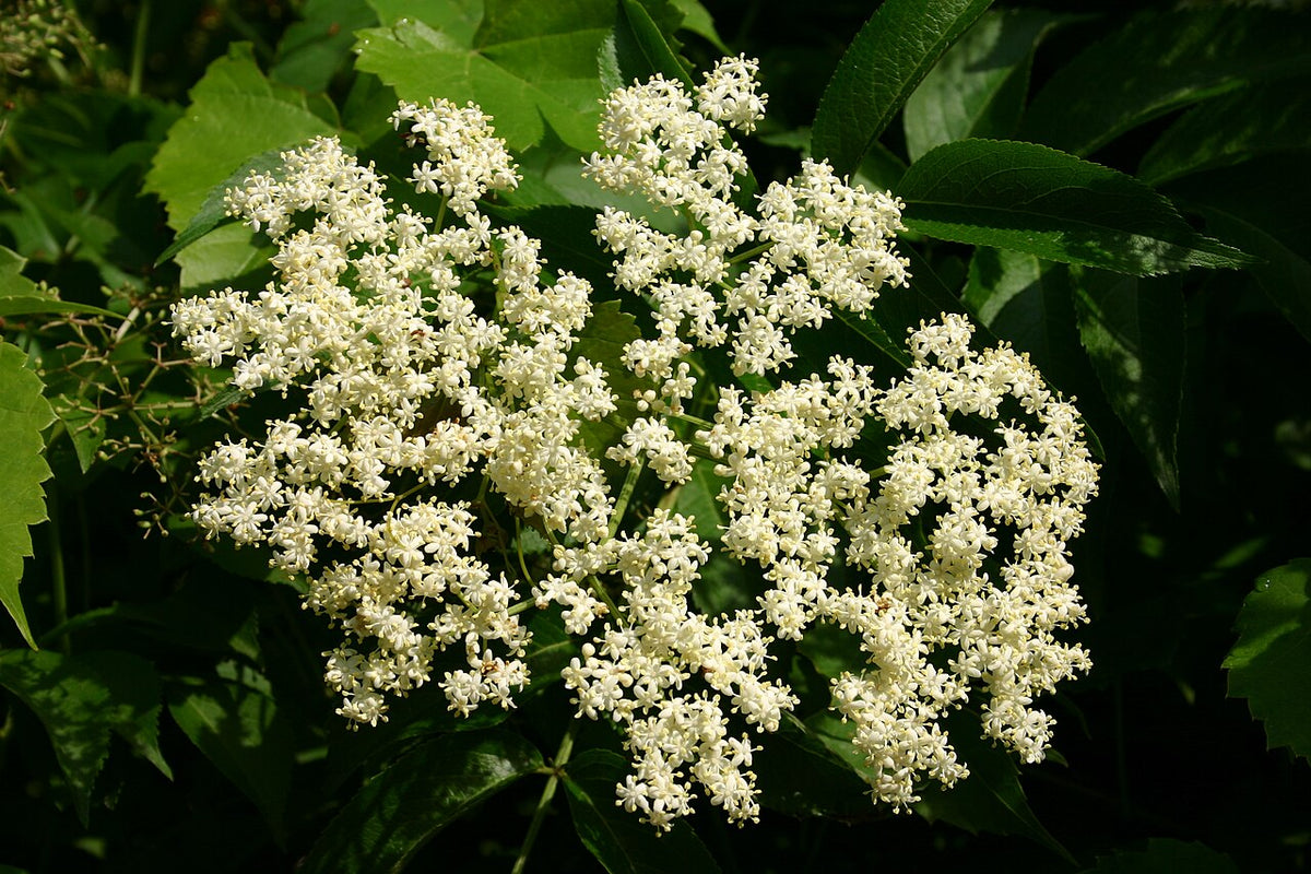 Elderberry