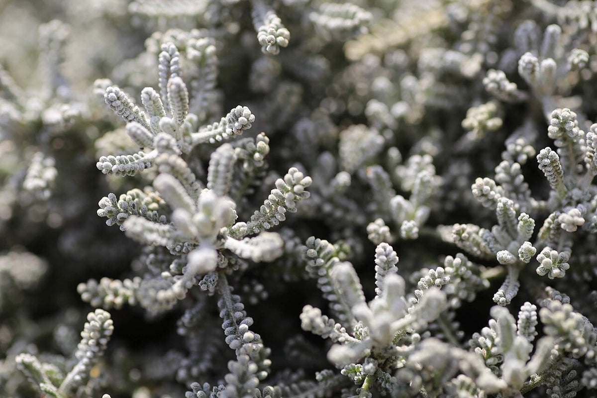 Lavender Cotton (Santolina)