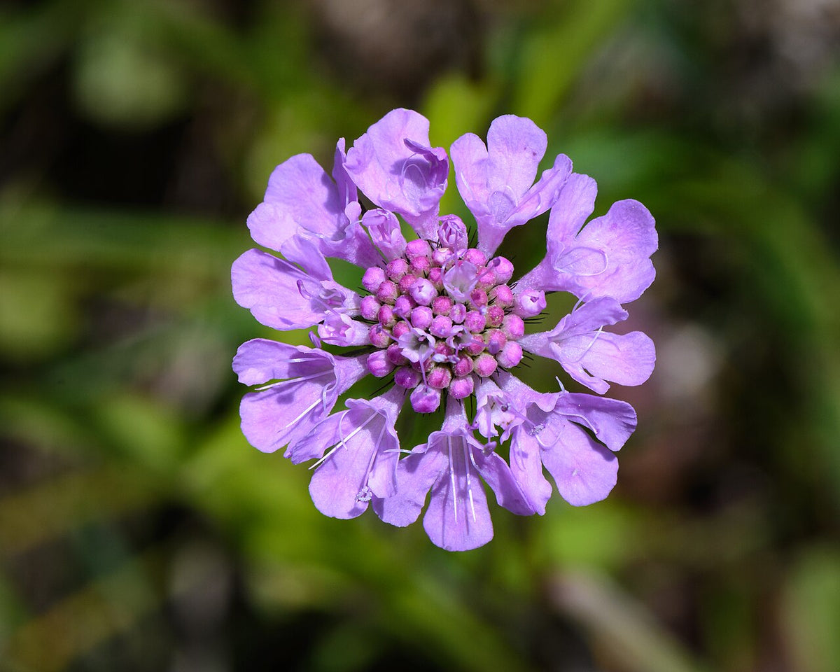 Pincushion Flower (Scabiosa)