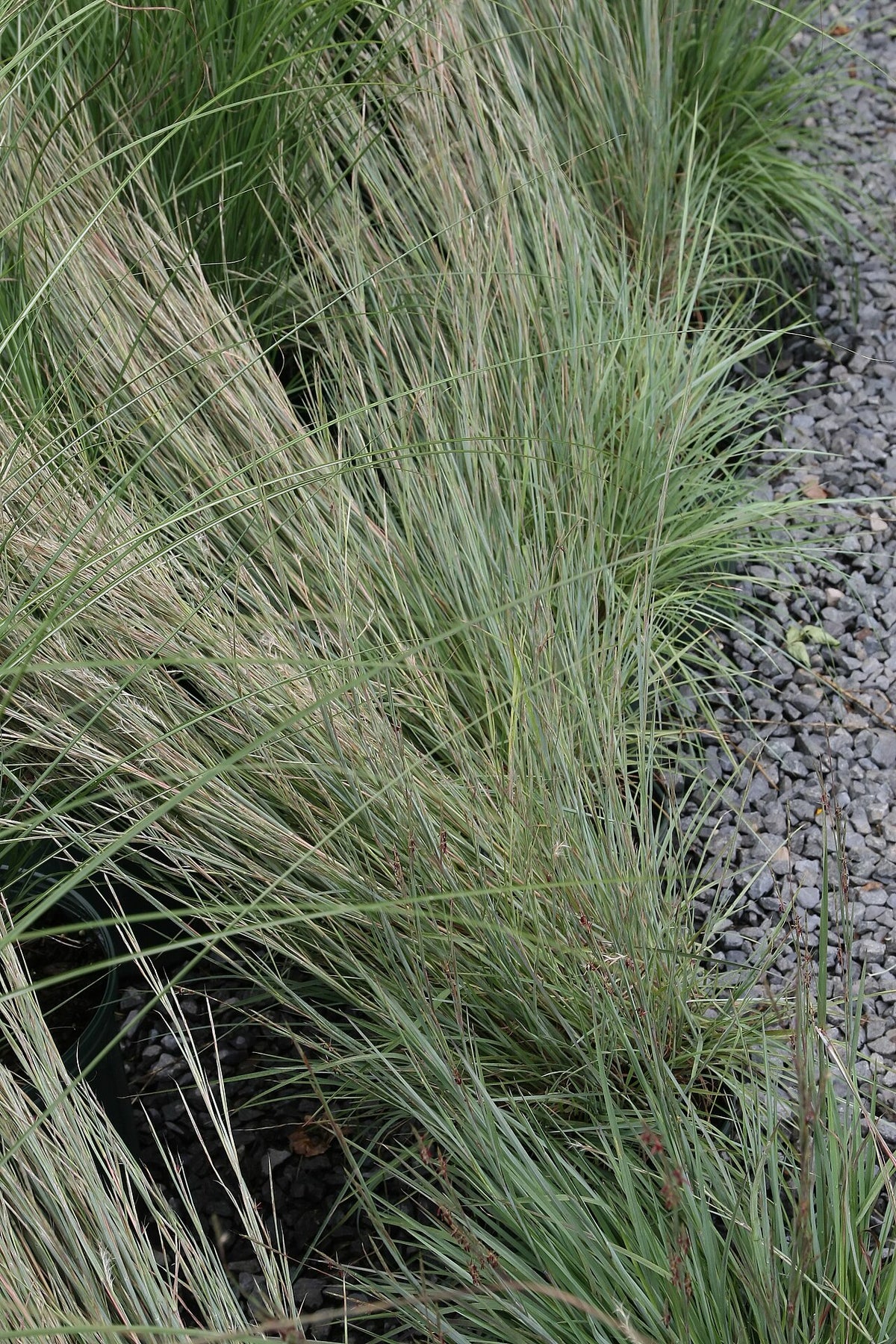 The Blues Little Bluestem