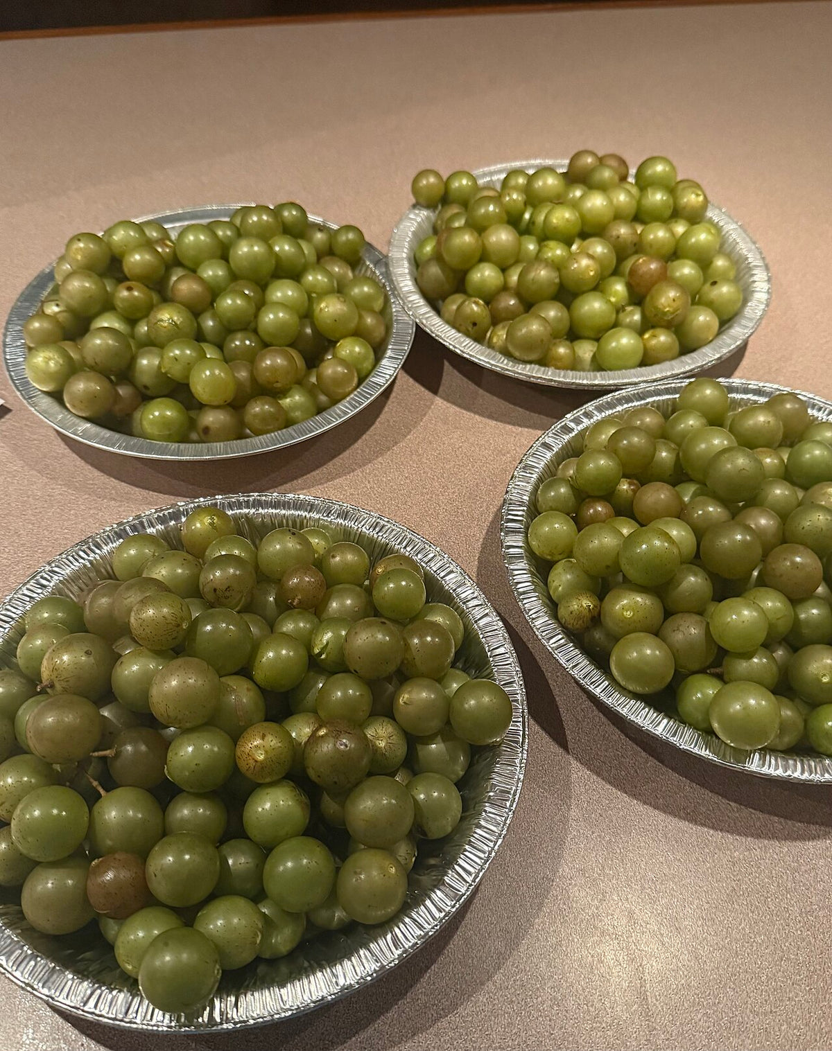 Muscadine Grape