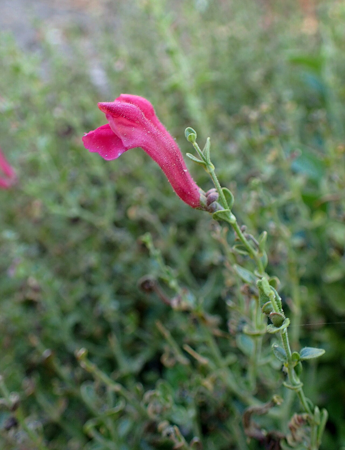 Pink Skullcap
