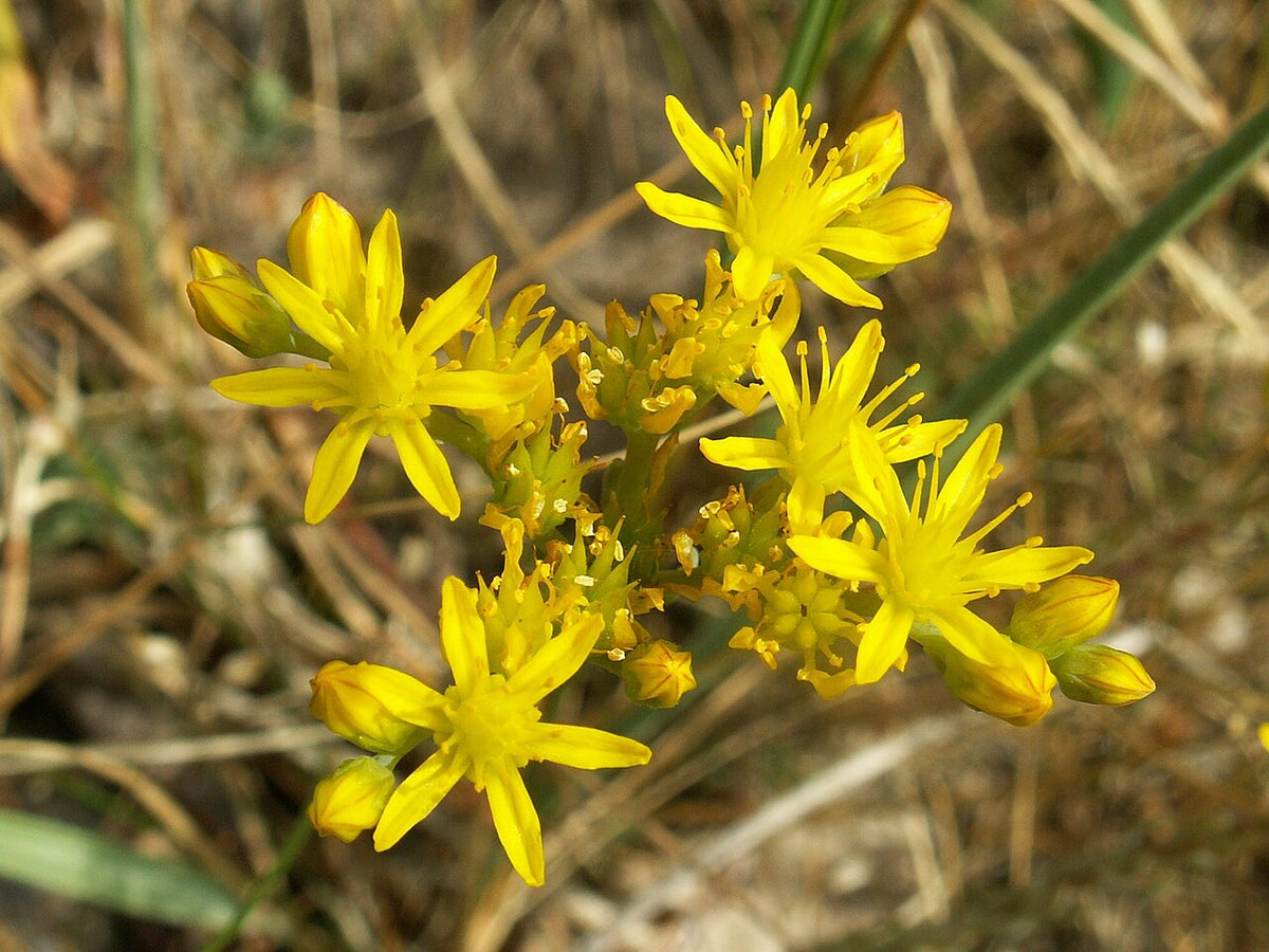 Lemon Ball Sedum