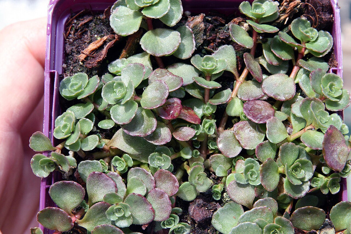 John Creech Sedum