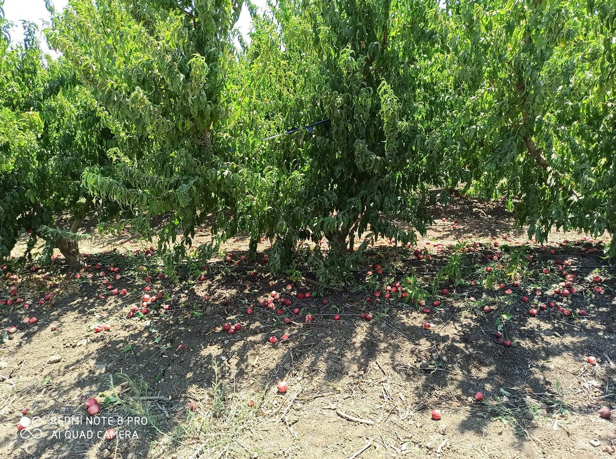 Desert Delight Nectarine