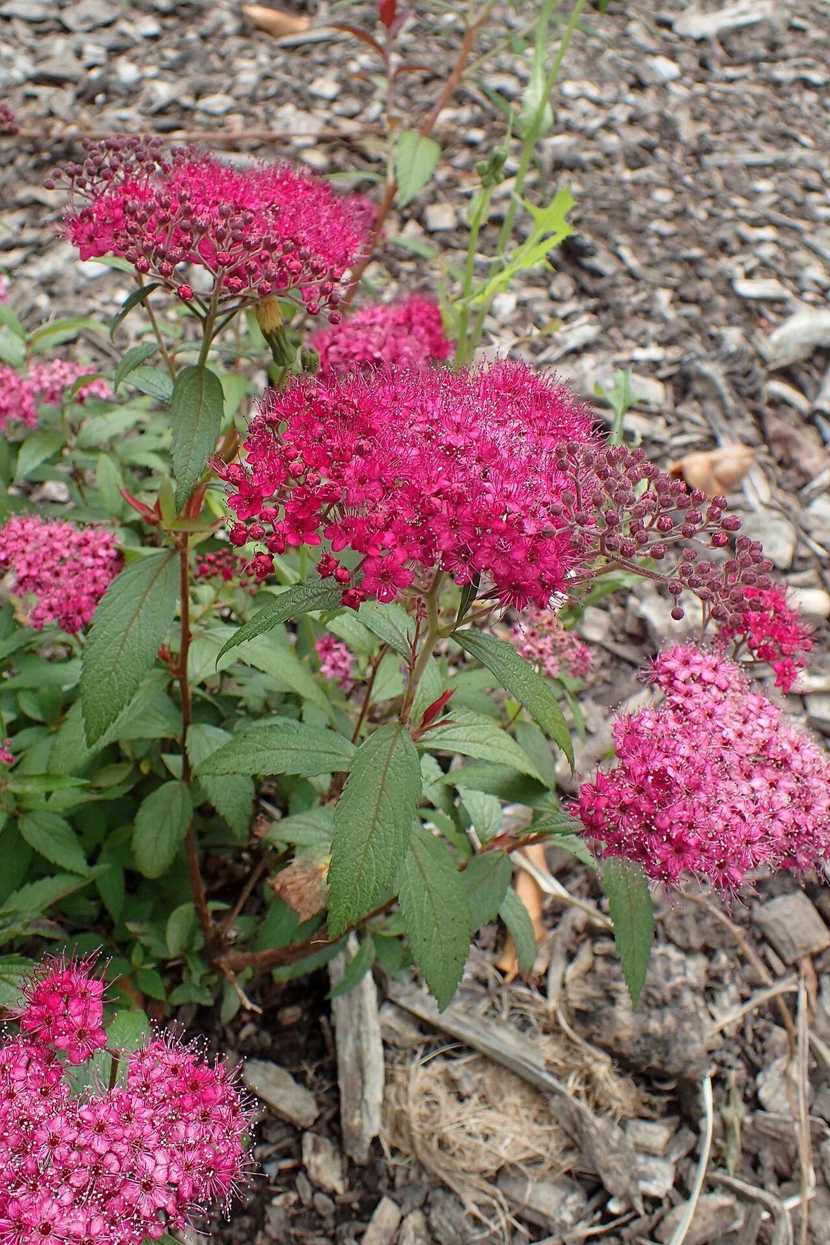 Anthony Waterer Spirea