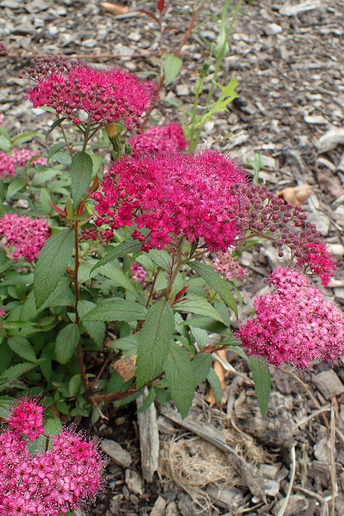 Anthony Waterer Spirea