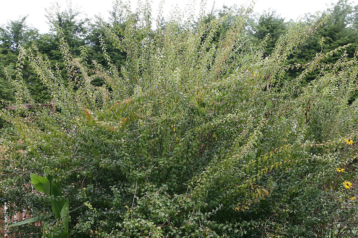 Bridal Wreath Spirea