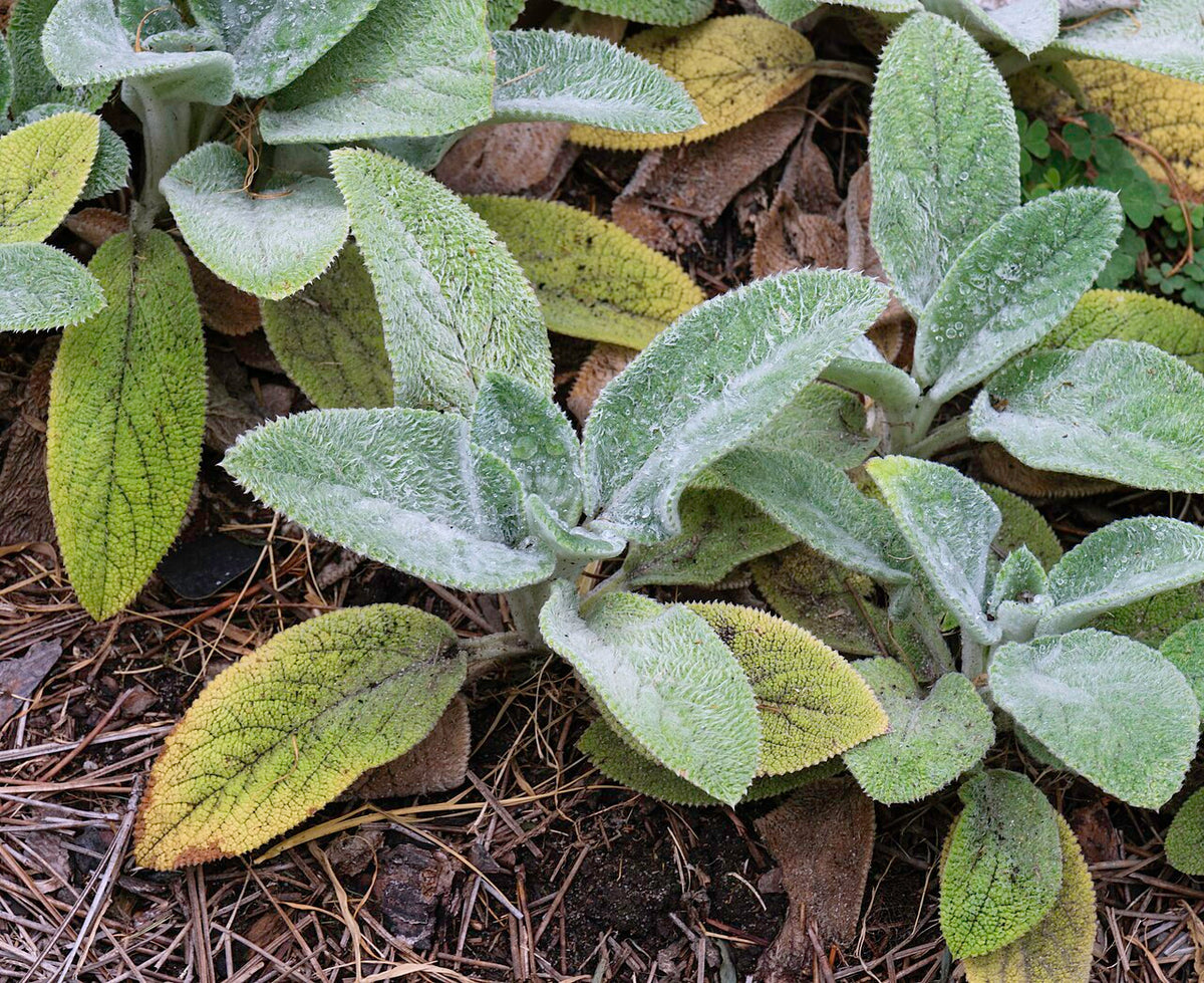 Lamb's Ear