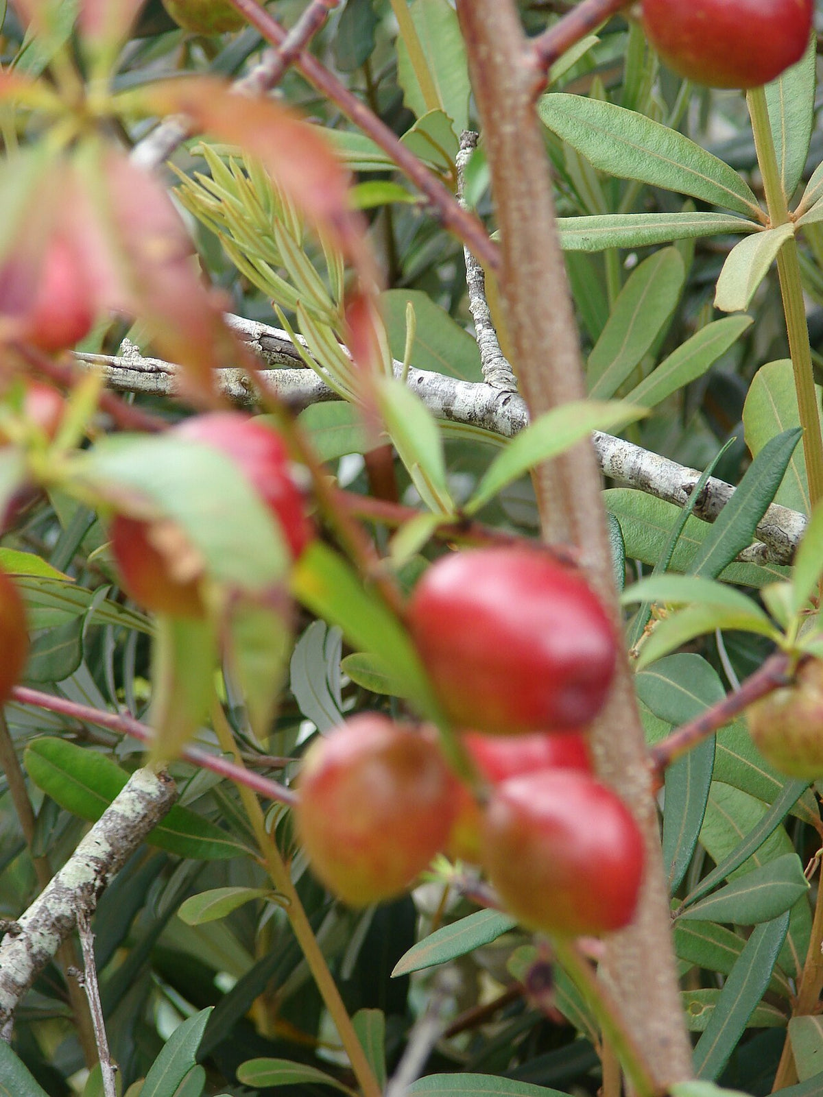 Desert Dawn Nectarine