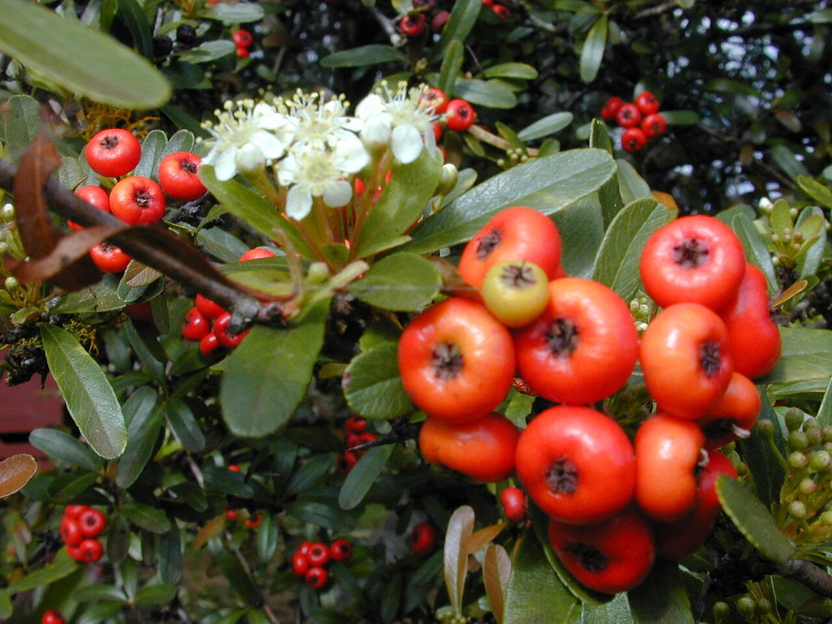 Victory Pyracantha