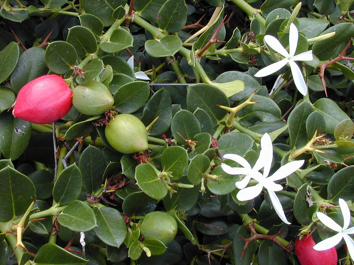Tuttlei Natal Plum