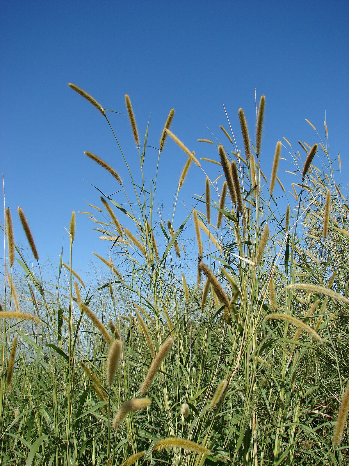 Princess Caroline Napier Grass