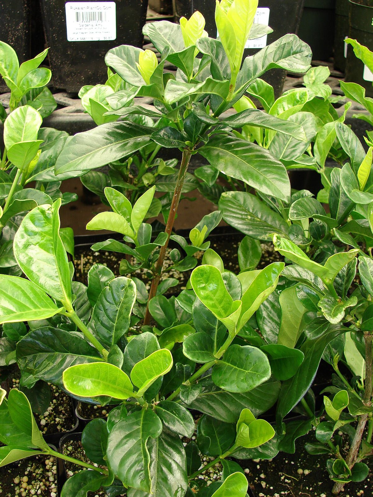 Gardenia Varieties