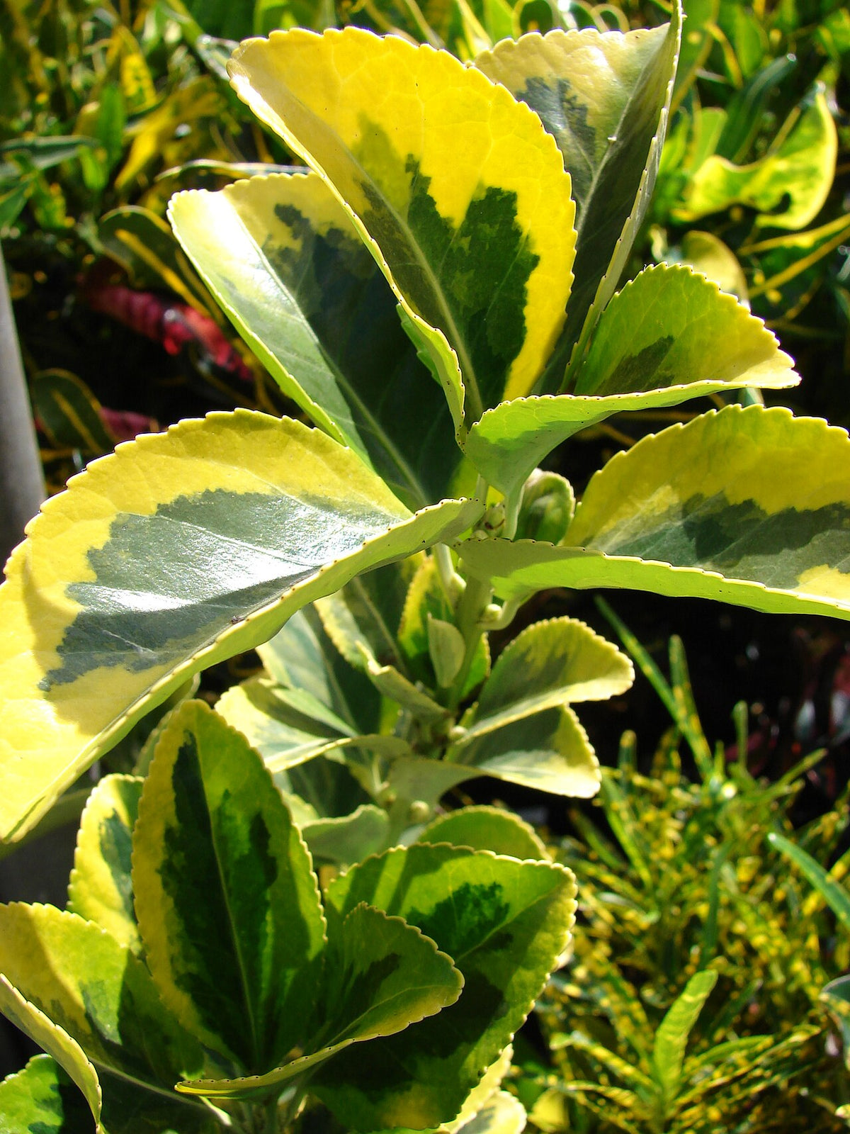 Gold Euonymus