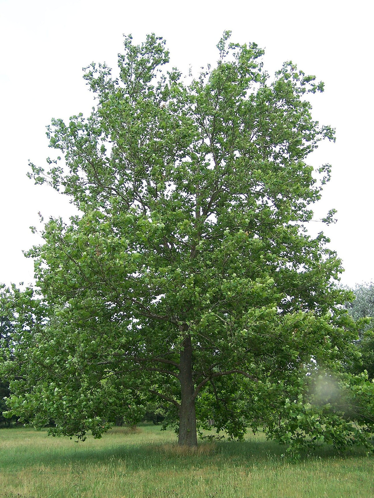 American Sycamore