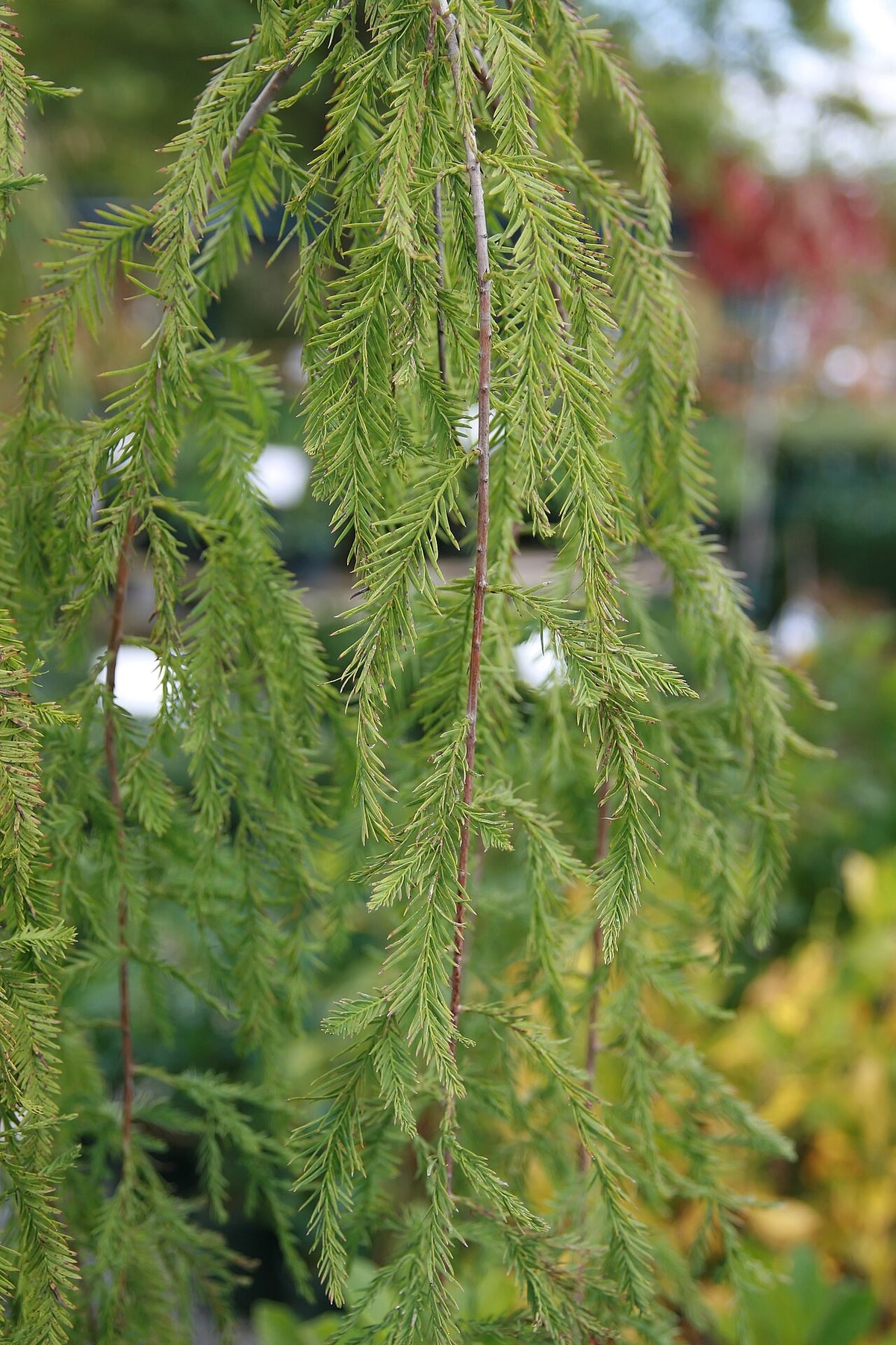 Weeping Bald Cypress