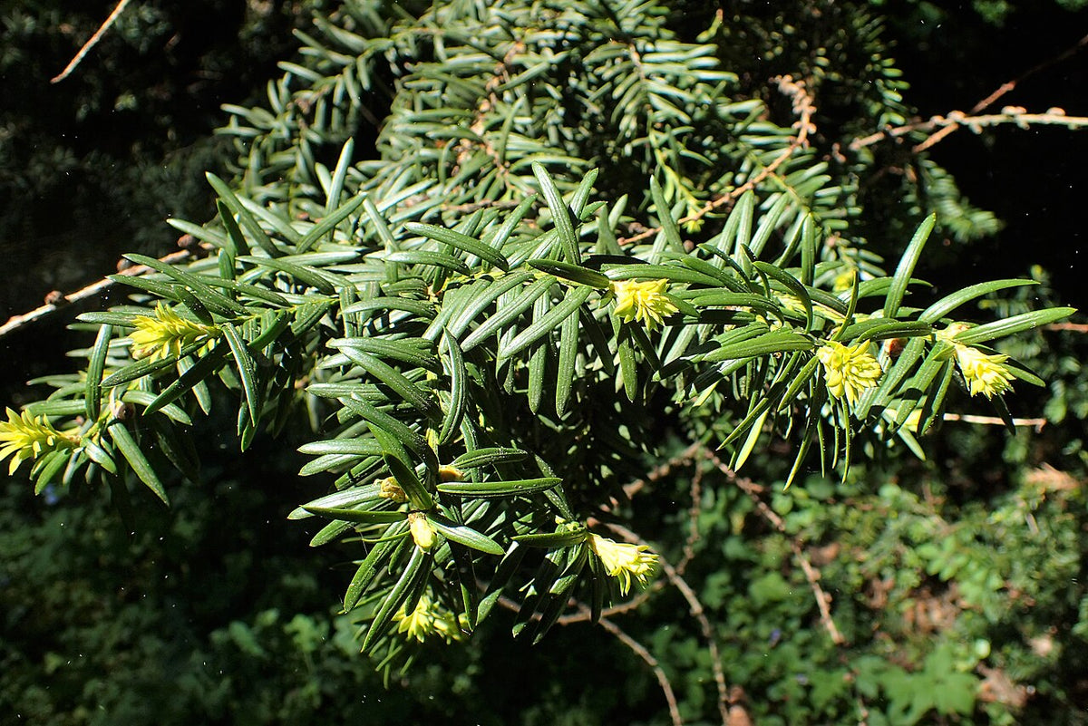 Yew (Taxus)