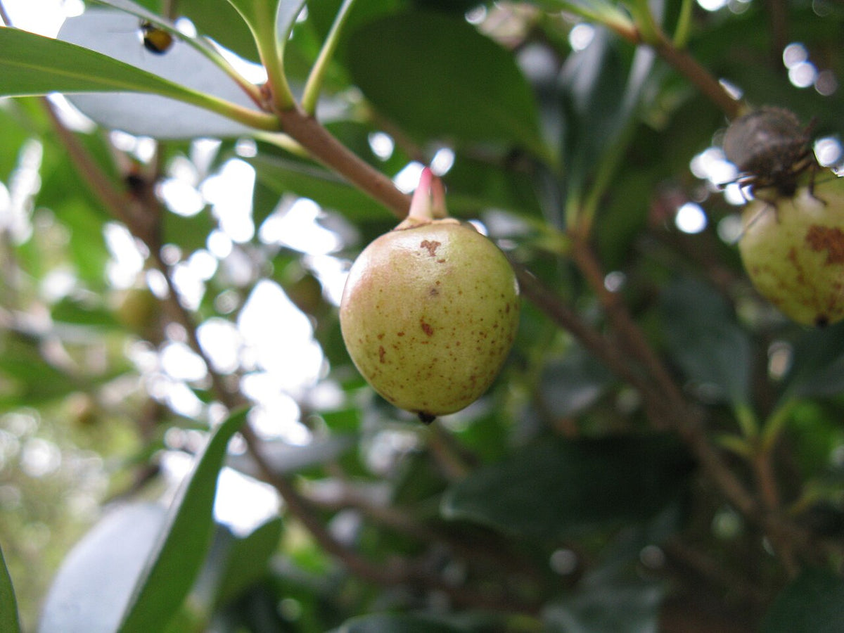 Juliet Cleyera