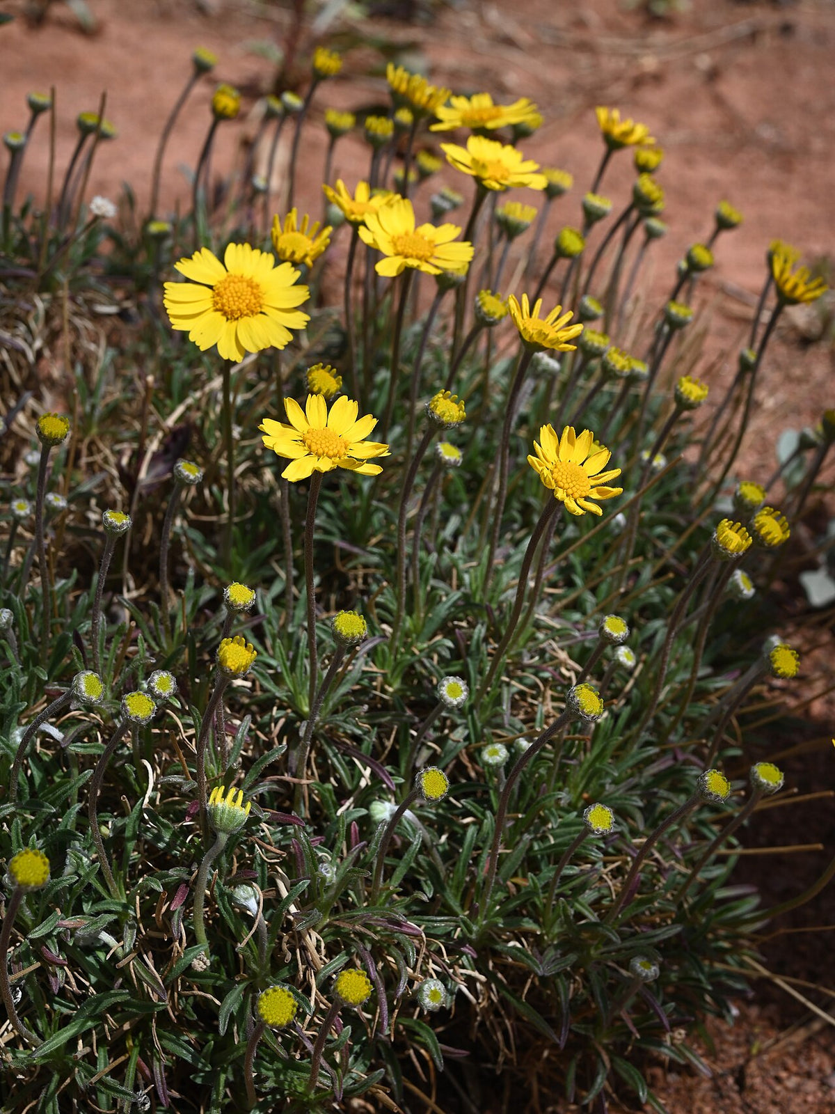 Four-Nerve Daisy