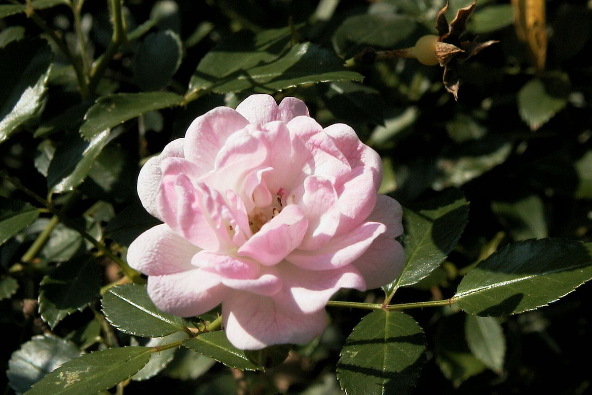 The Fairy Rose