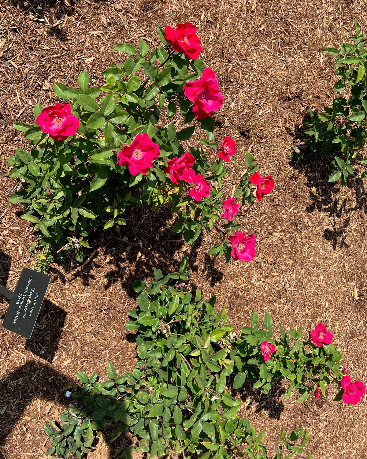 Top Gun Rose
