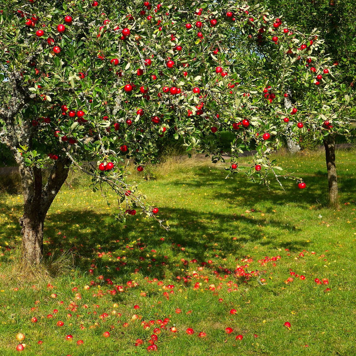 Mollie's Delicious Apple