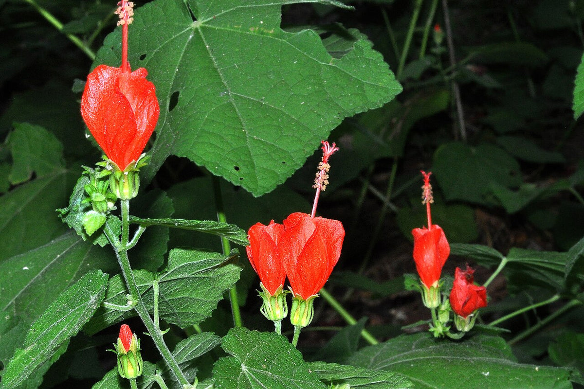 Turk's Cap