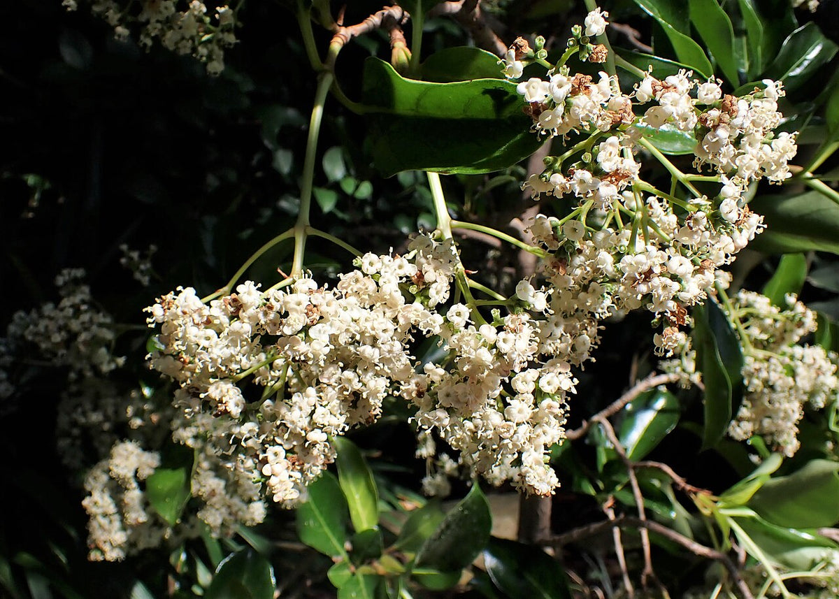 Viburnum Varieties