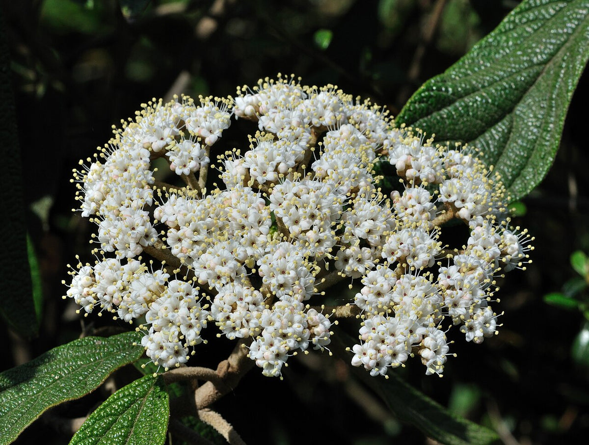 Leatherleaf Viburnum