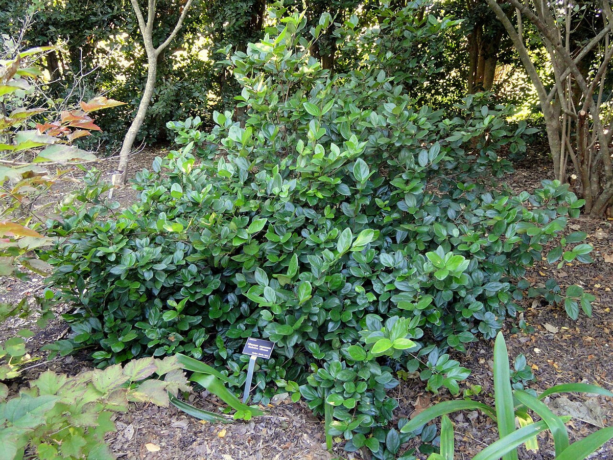 Sandankwa Viburnum