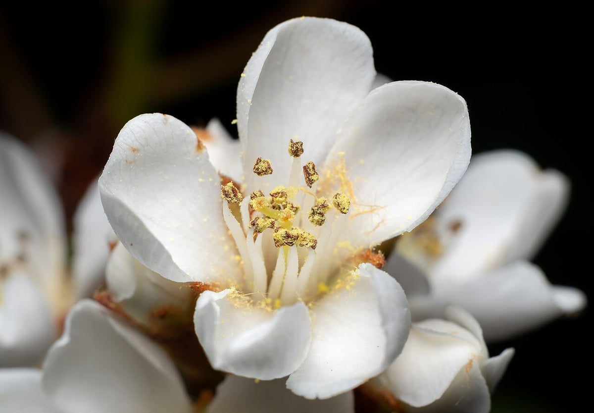 Indian Hawthorn Varieties