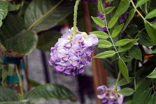 Amethyst Falls Wisteria