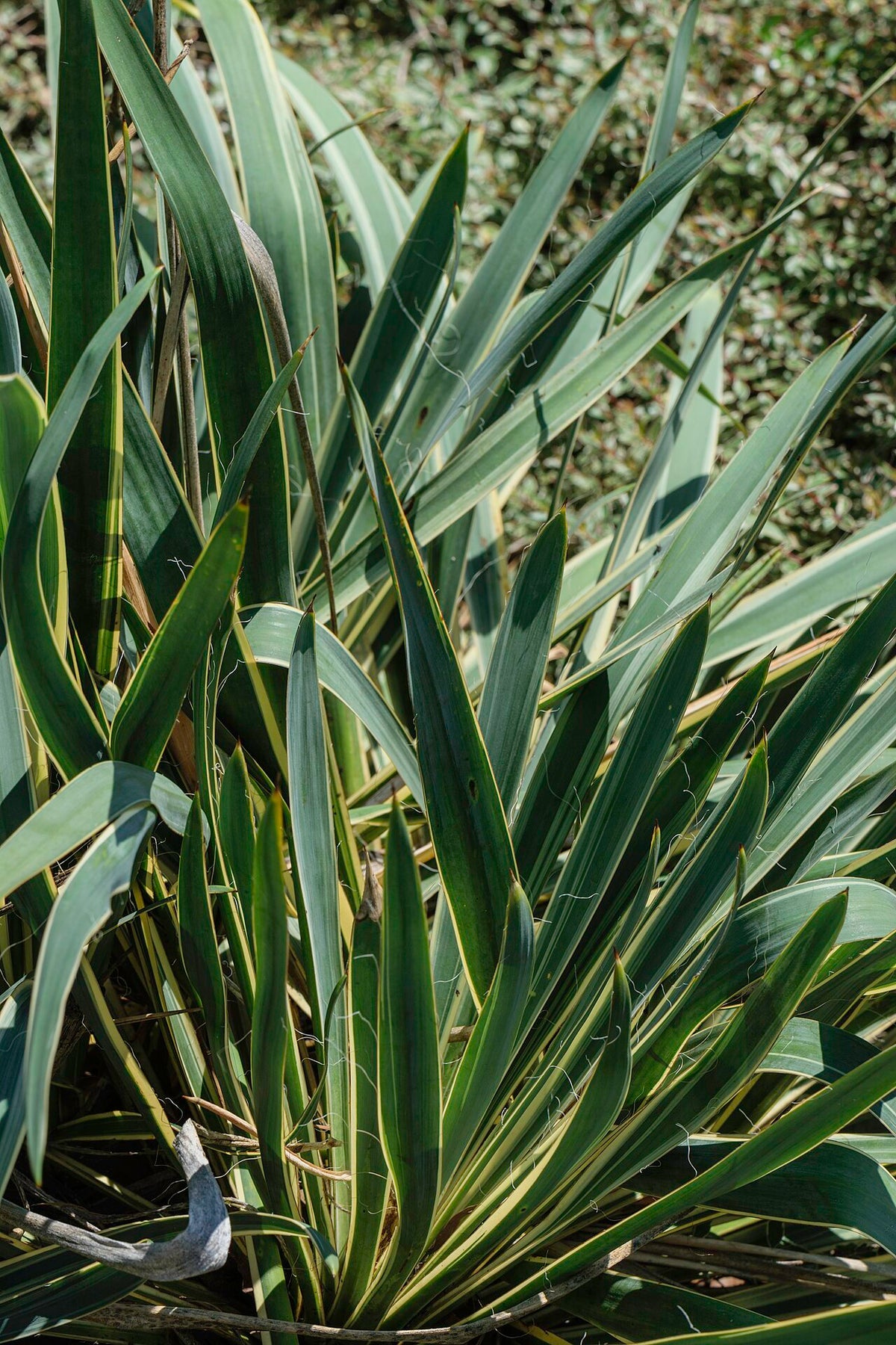 Yucca Varieties