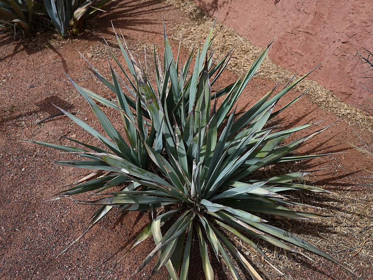 Pale Yucca