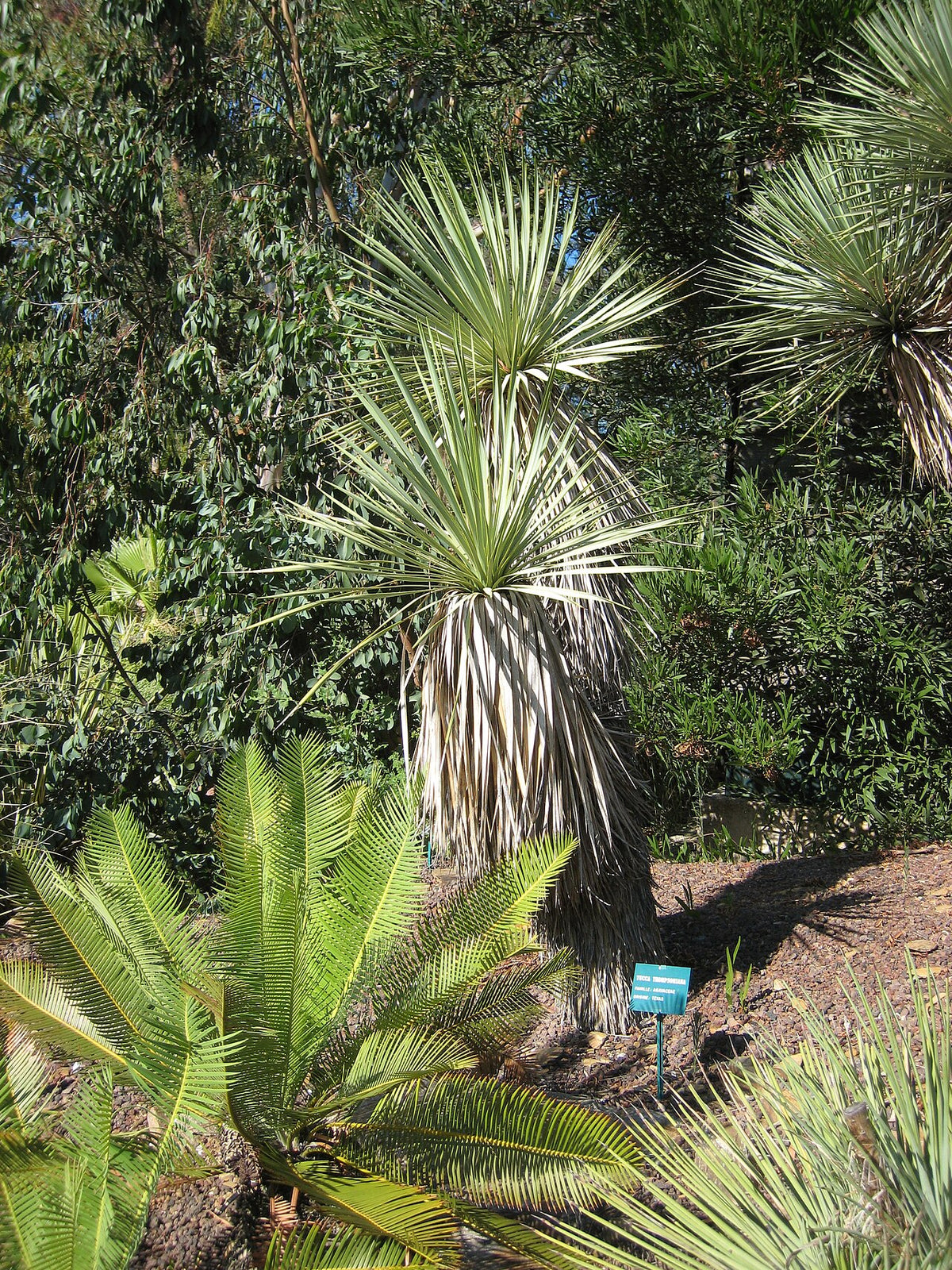 Thompson's Yucca