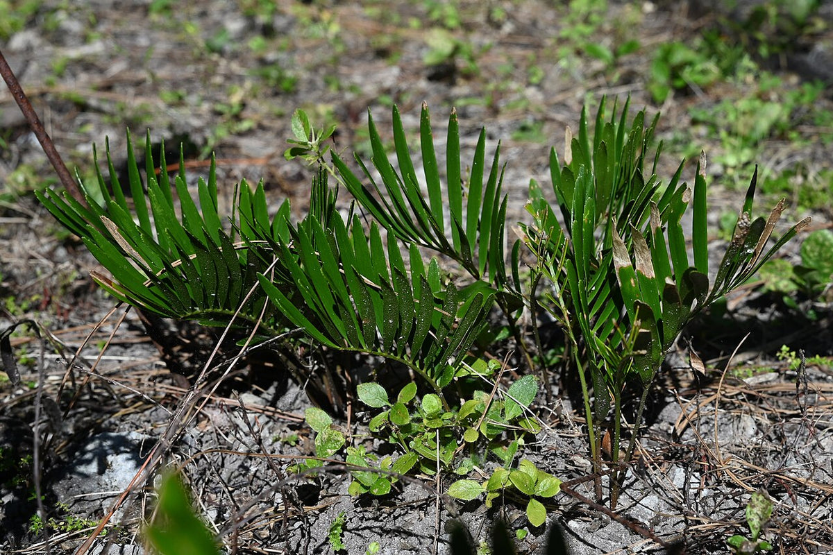 Coontie