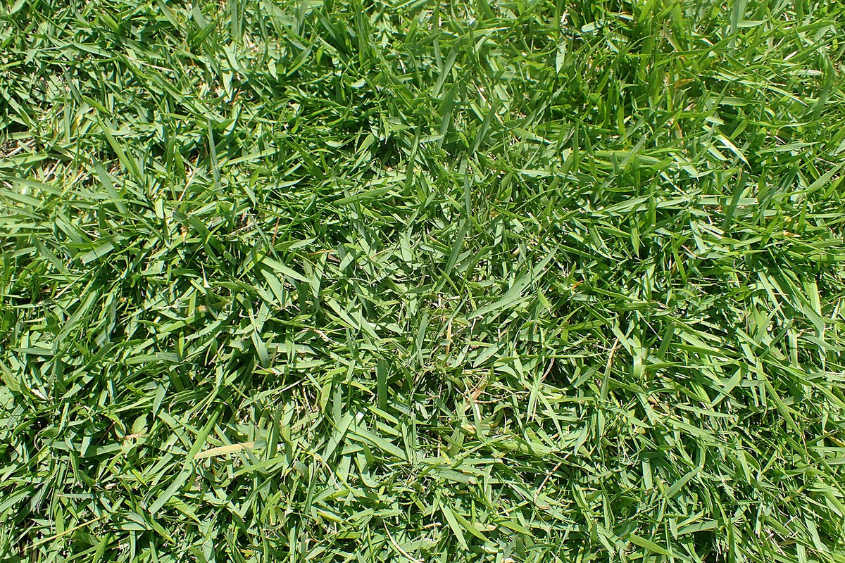 Diamond Zoysia Sod