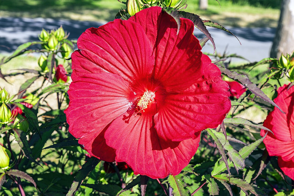 Hardy Hibiscus Varieties