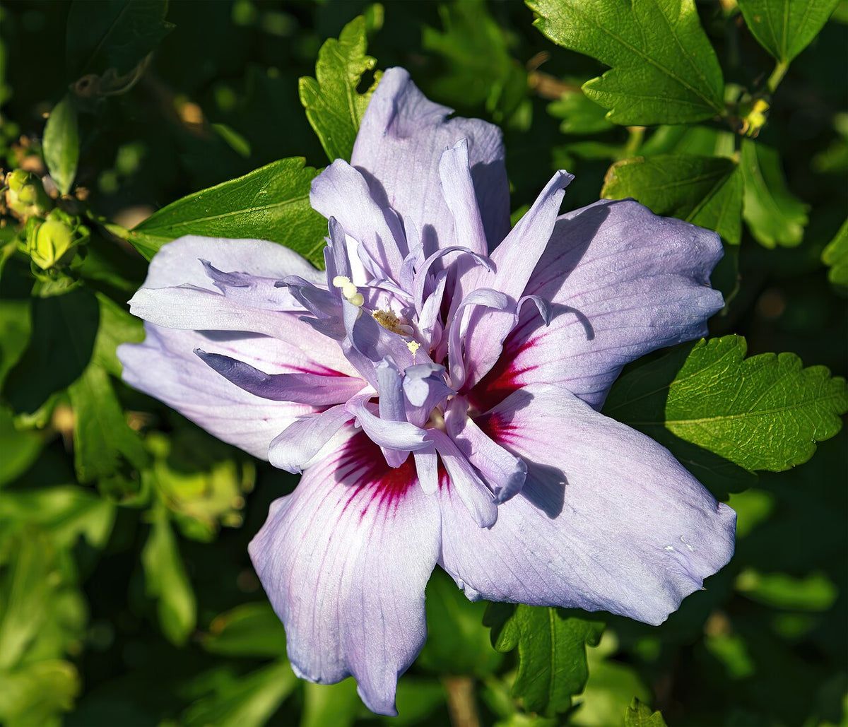 Rose of Sharon Varieties