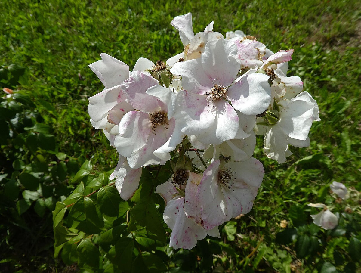 Sally Holmes Climbing Rose