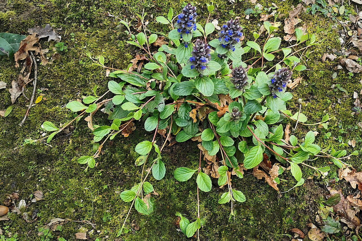 Bugleweed (Ajuga)